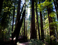 Humboldt Redwoods
