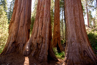 Kings Canyon-Sequoia NP 2020