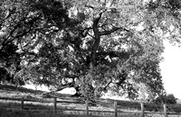 Oak Landscape - Black and White